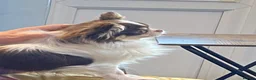 Chihuahua dogs for sale: Long hair chihuahuas  in Battle - Advert 7