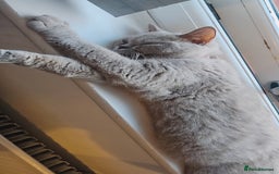 British Shorthair cats for sale: Lilac British Shorthair  - Image 6