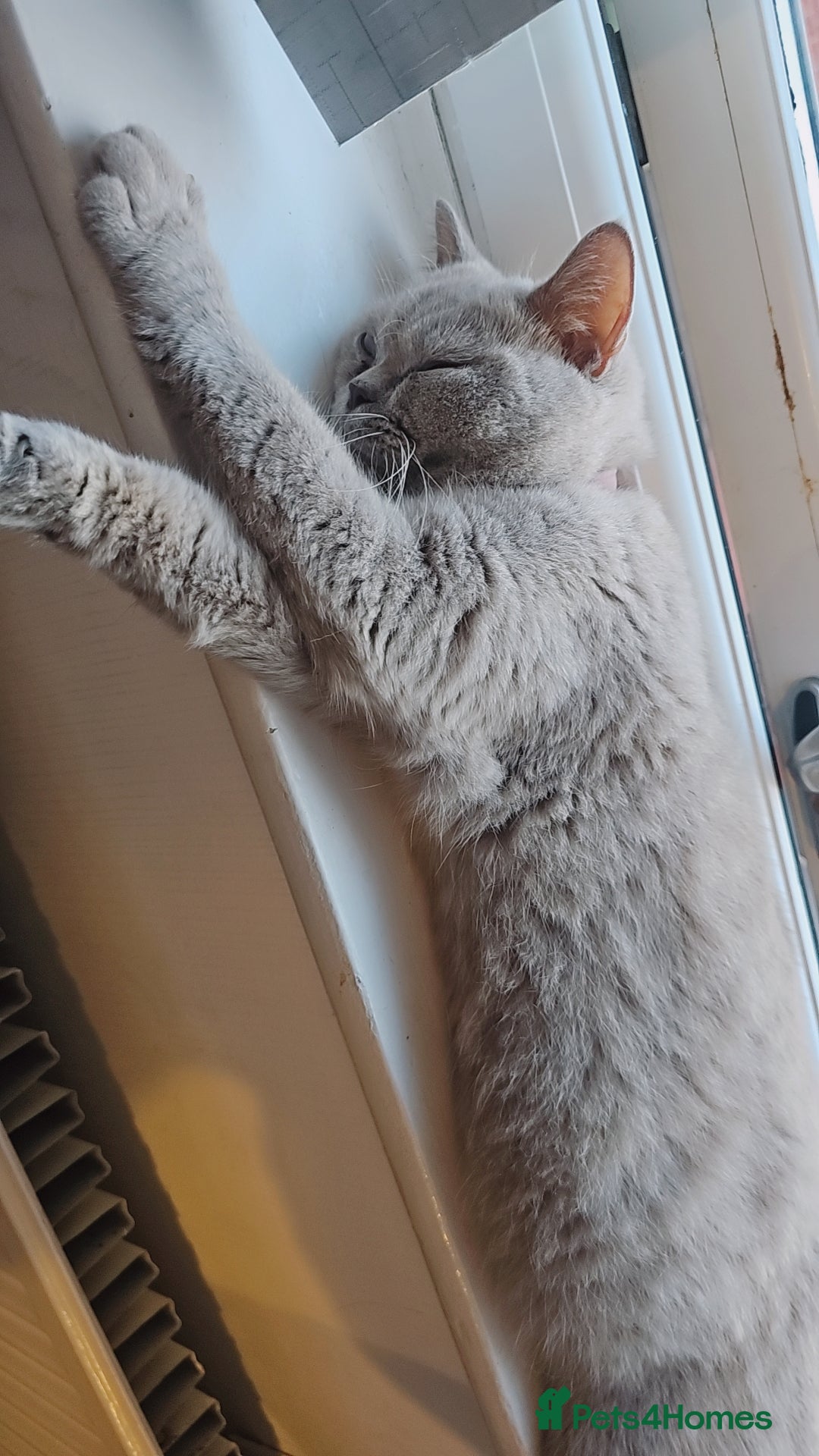 British Shorthair cats for sale: Lilac British Shorthair  - Image 6