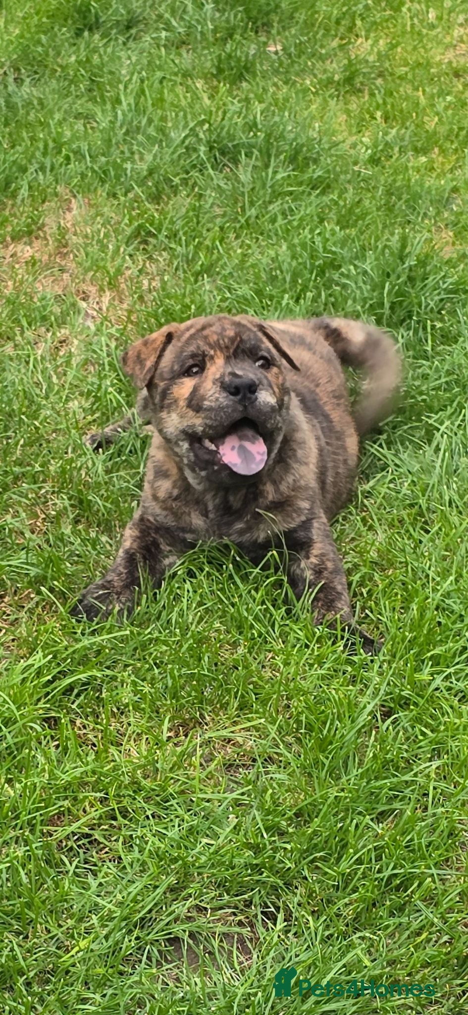 Mixed Breed dogs Chaffy babies - Advert 2