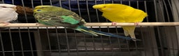Budgerigars birds for sale: Budgies for sale  - Advert 4