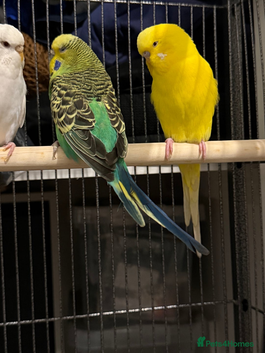 Budgerigars birds for sale: Budgies for sale  - Advert 4