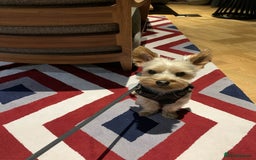 Yorkshire Terrier dogs for stud: Stud Dog Available: Handsome Yorkshire Terrier in London - Image 4