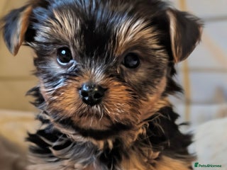 Yorkshire Terrier dogs Adorable Yorkshire terrier puppies available - Advert 11