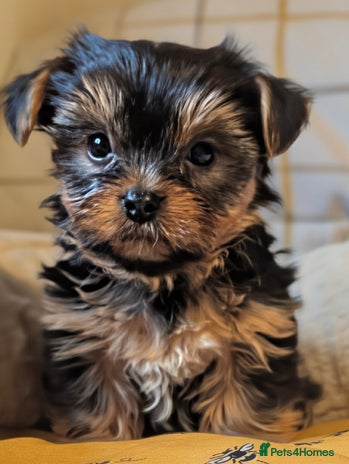 Yorkshire Terrier dogs - Advert 4