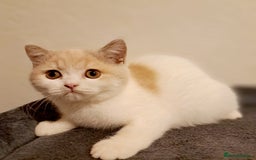 British Shorthair cats for sale: British Shorthair Fawn Tortie & White Female - Advert 10