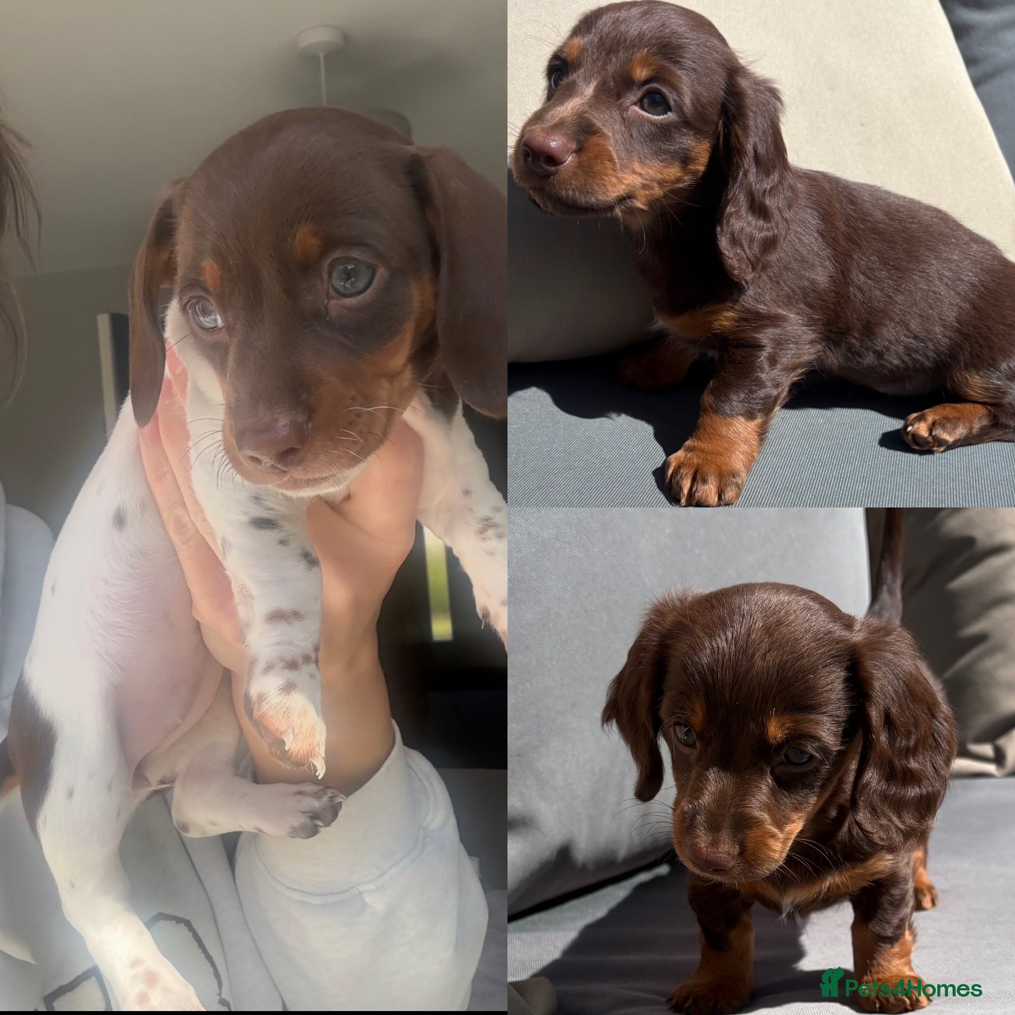 Miniature Dachshund dogs  2 female left Kc reg mini dachshund for sale   - Advert 16