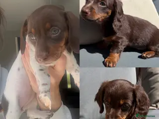 Miniature Dachshund dogs 2 female left Kc reg mini dachshund for sale - Advert 13