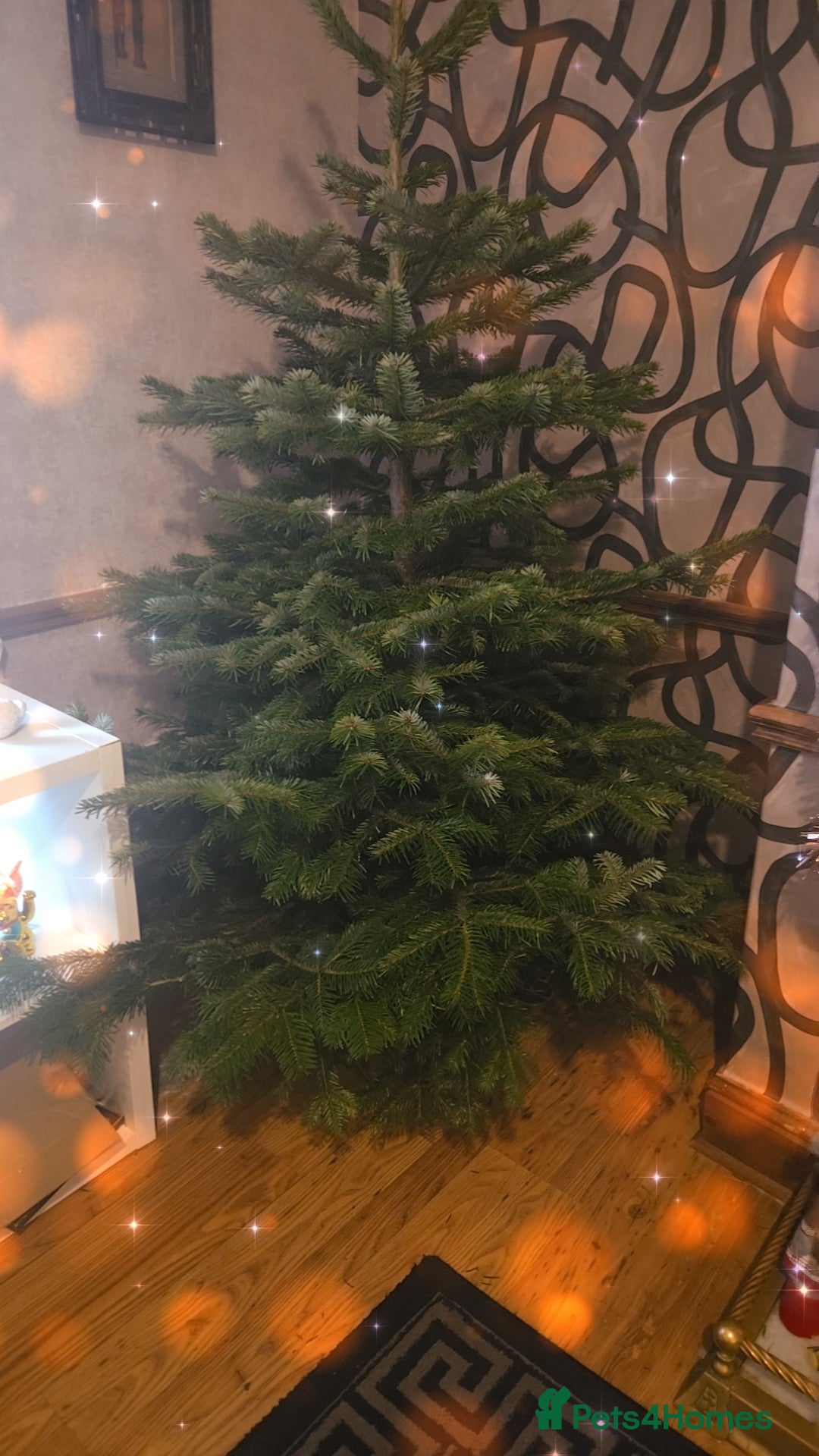 Siamese cats for sale: Only one c/point siamese little girl avaliable  - Advert 21