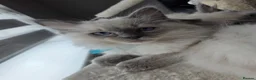 Ragdoll cats for sale: Blue point ragdolls  in Colchester - Advert 4
