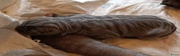 Cane Corso dogs for sale: CANE CORSO.  - Advert 9