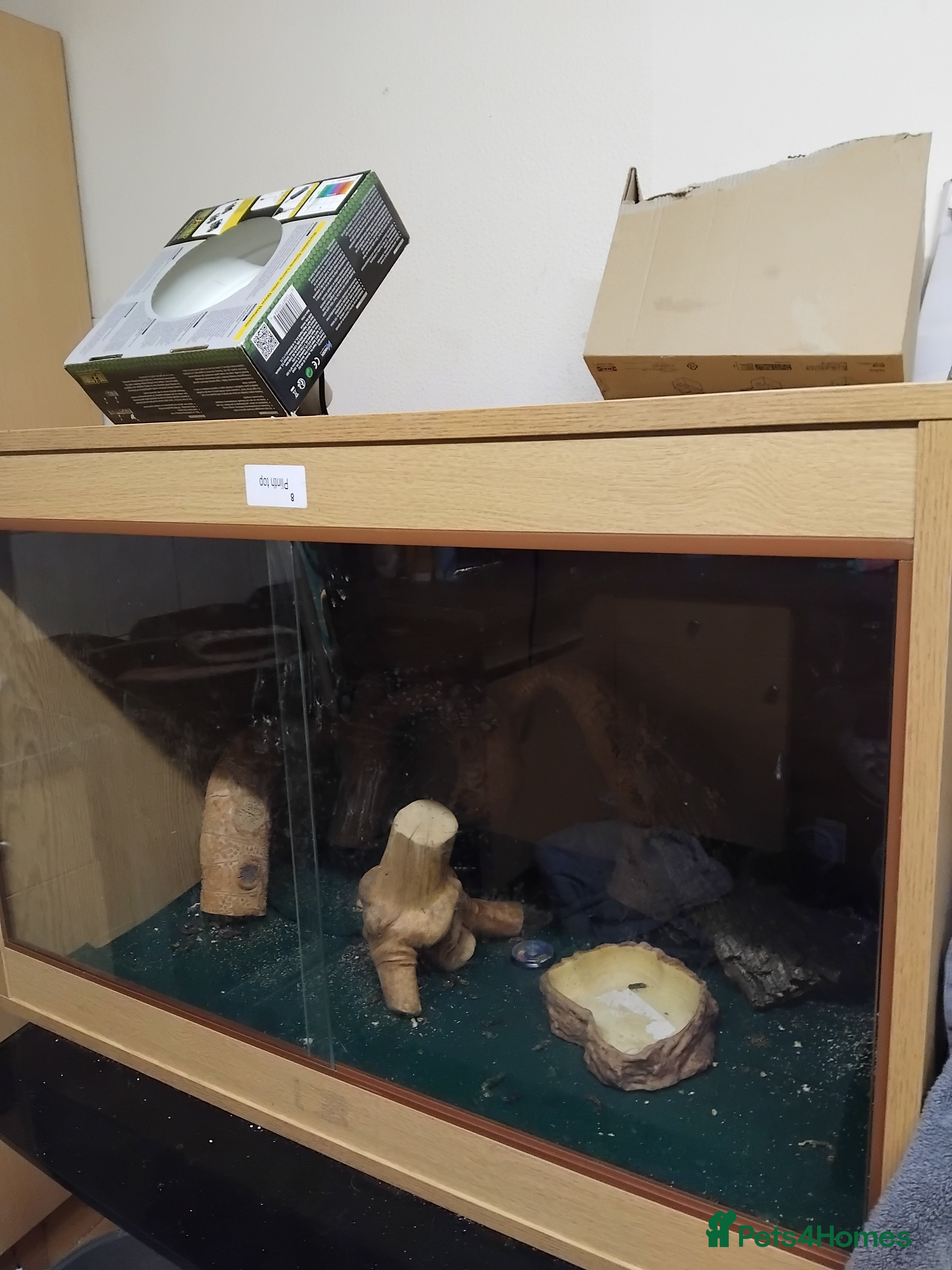 Mixed Breed reptiles for sale: Viv and lights - Advert 1