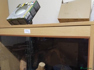 Mixed Breed reptiles Viv and lights - Advert 1