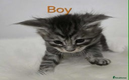 Maine Coon cats for sale: 3 Maine coon kittens. - Image 8