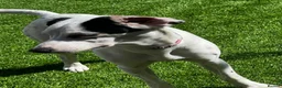 Mixed Breed dogs for sale: Cocker jackapoo in Darlington - Advert 3