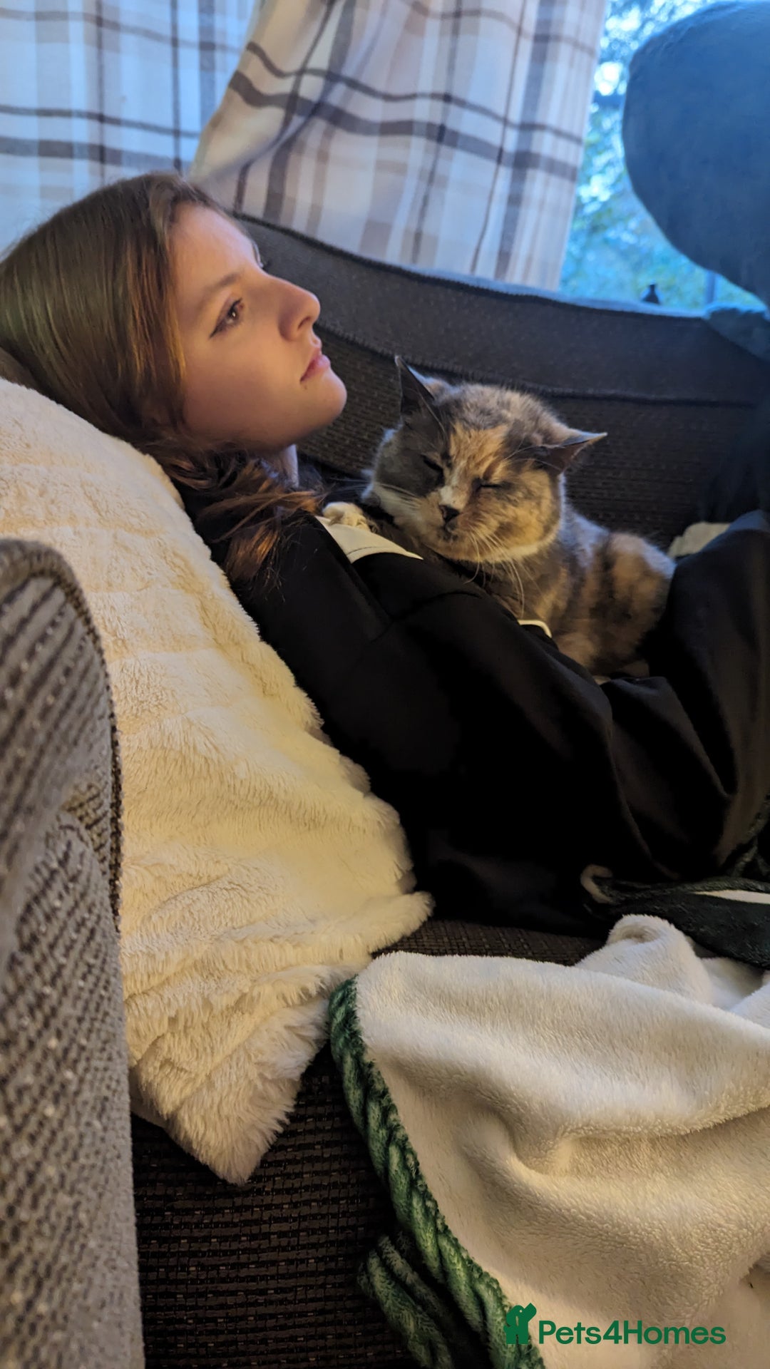 British Shorthair cats for sale: 13 year old lady looking for her forever home  - Advert 4