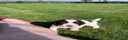 Sprocker dogs for sale: Sprocker Puppies - 4th generation.  - Advert 21
