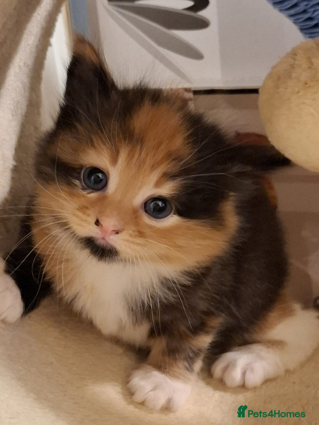 Mixed Breed cats for sale: 4 gorgerous kittens - Image 22