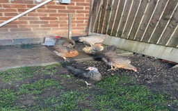 Hens poultry for sale: Mixed flock of back yard hens - Image 4