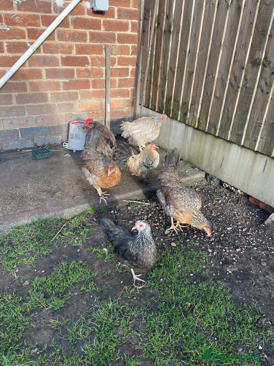 Hens poultry for sale: Mixed flock of back yard hens - Image 4