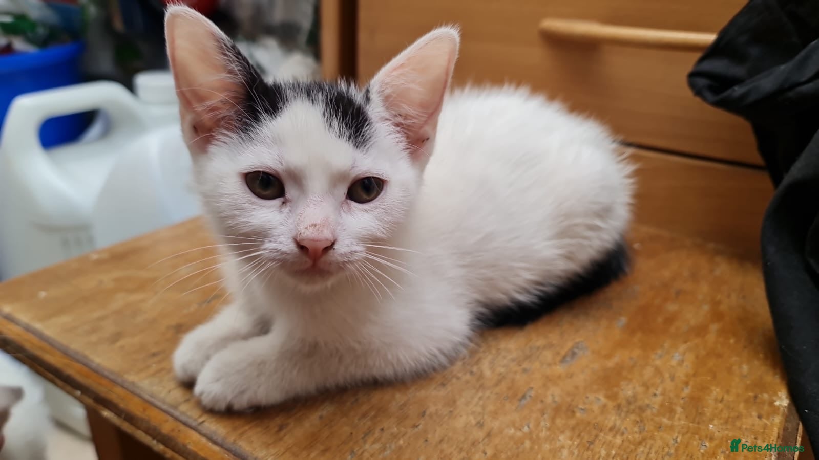 Mixed Breed cats Mixed breed kittens - Advert 4