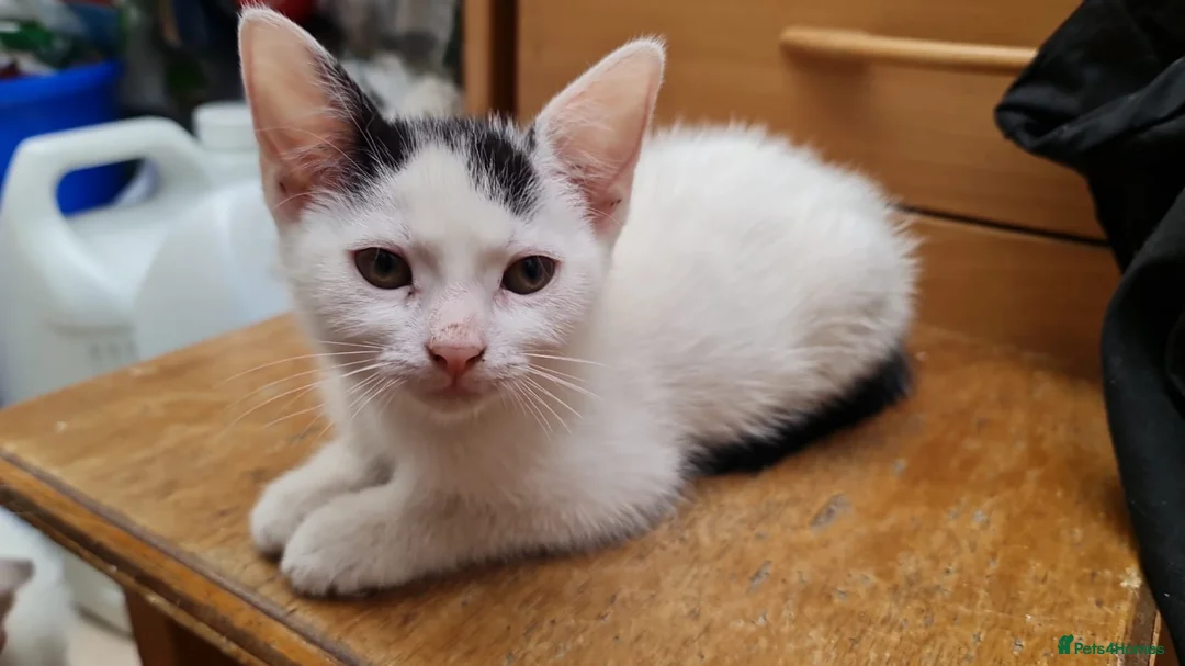 Mixed Breed cats for sale: Mixed breed kittens - Advert 1