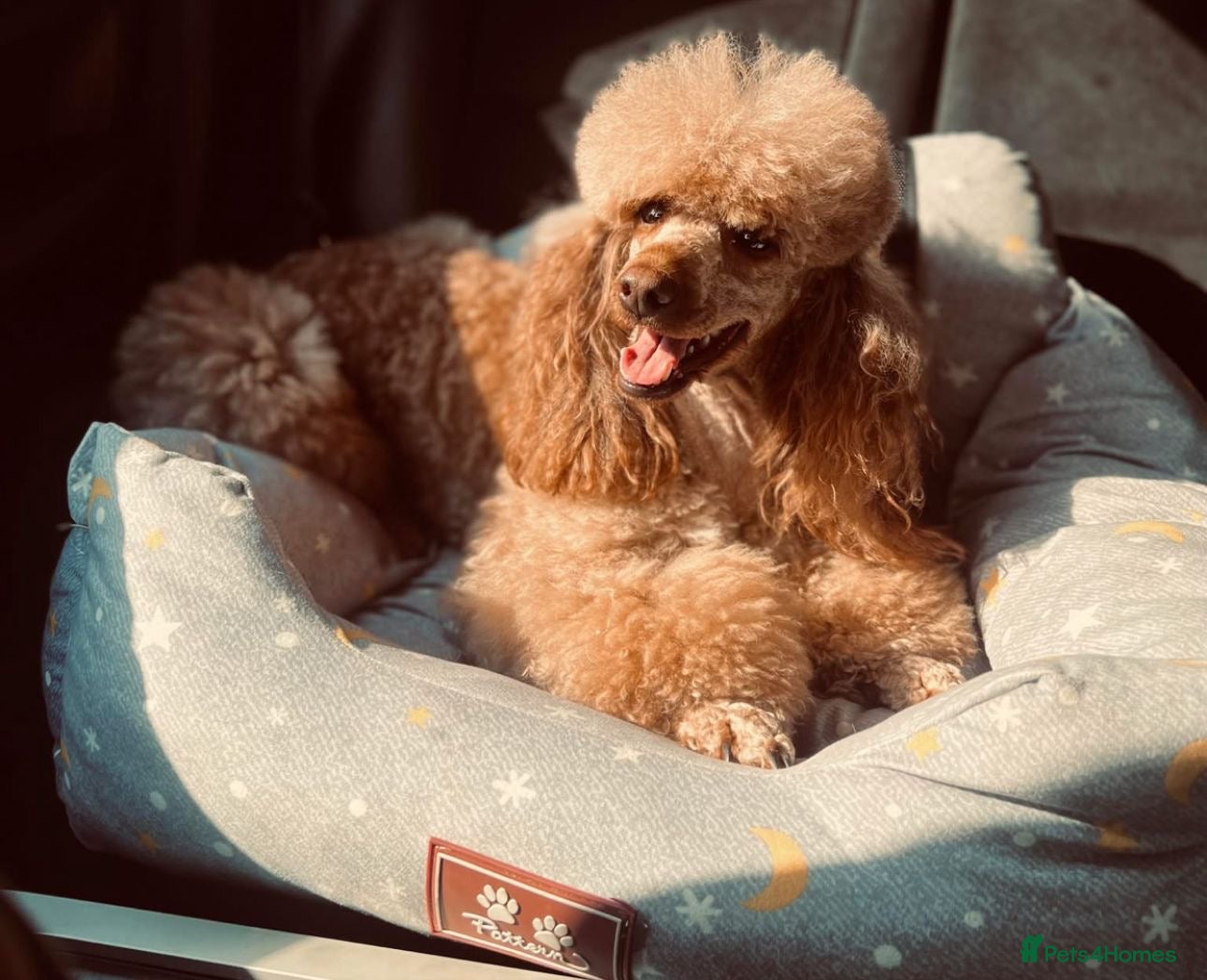 Cavapoo dogs beautiful Cavapoo’s  - Advert 5