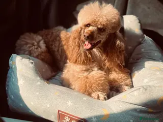 Cavapoo dogs beautiful Cavapoo’s - Advert 16