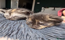 Bengal cats for sale: Beautiful half bengal kittens  - Image 10