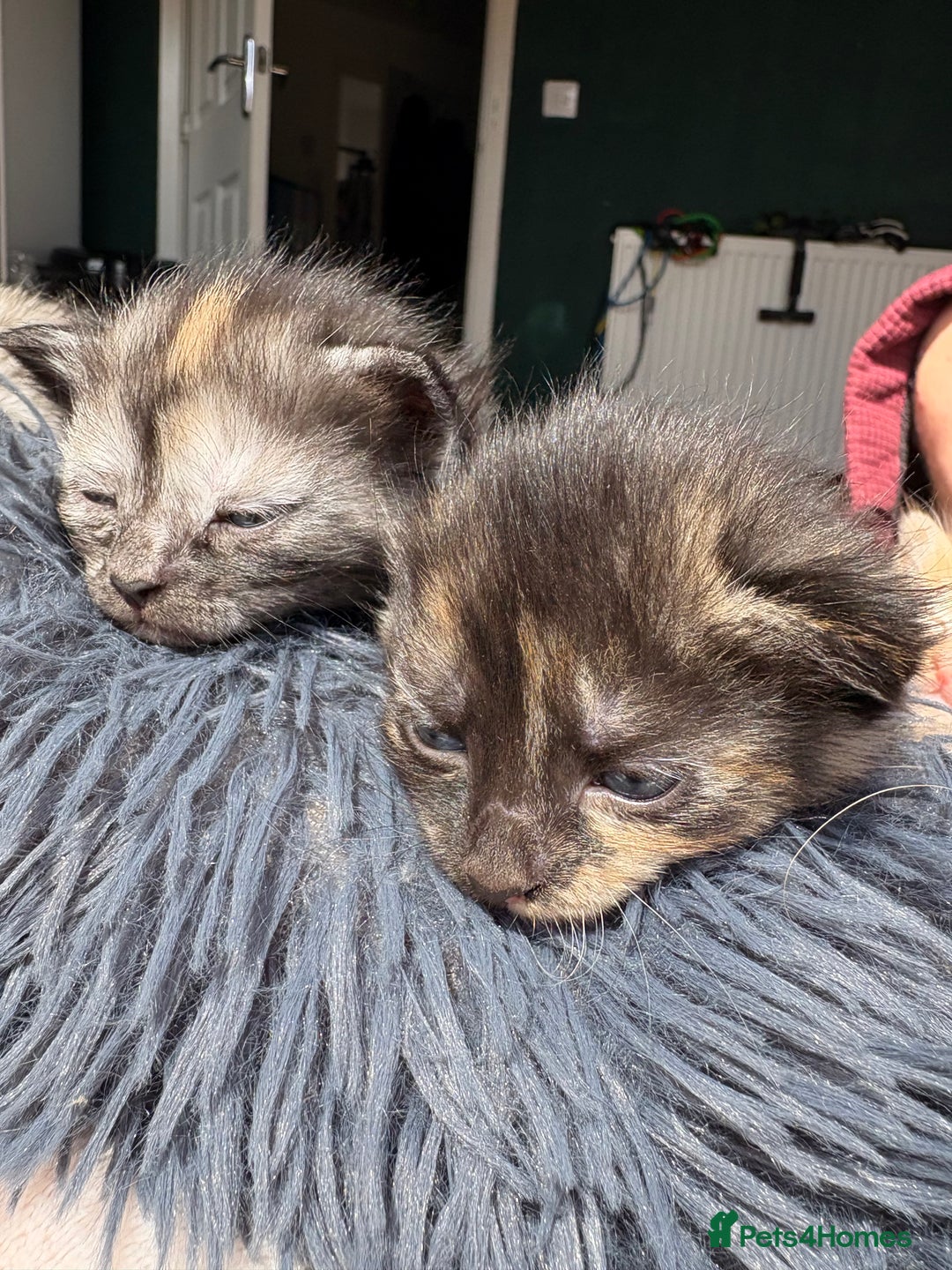 Bengal cats for sale: Beautiful half bengal kittens  - Image 10
