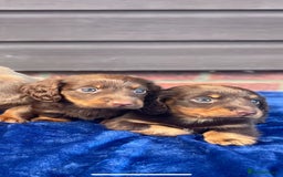 Miniature Dachshund dogs for sale: Long haired miniature Dashshund puppies  - Image 30