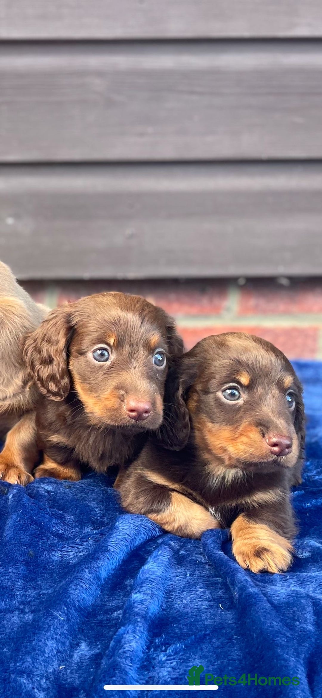 Miniature Dachshund dogs for sale: Long haired miniature Dashshund puppies  - Image 30