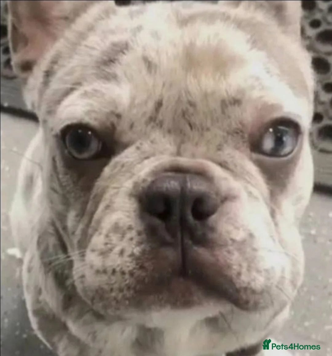 French Bulldog dogs for sale: French bulldog puppies  - Advert 10