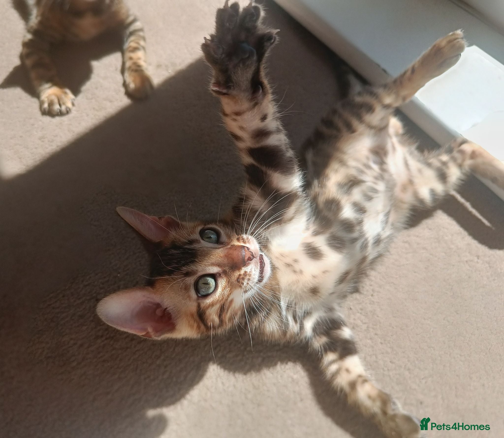 Bengal cats Cuddly and beautiful pedigree bengal kittens - Advert 2