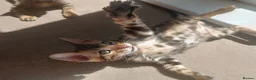 Bengal cats for sale: Cuddly and beautiful pedigree bengal kittens - Advert 15