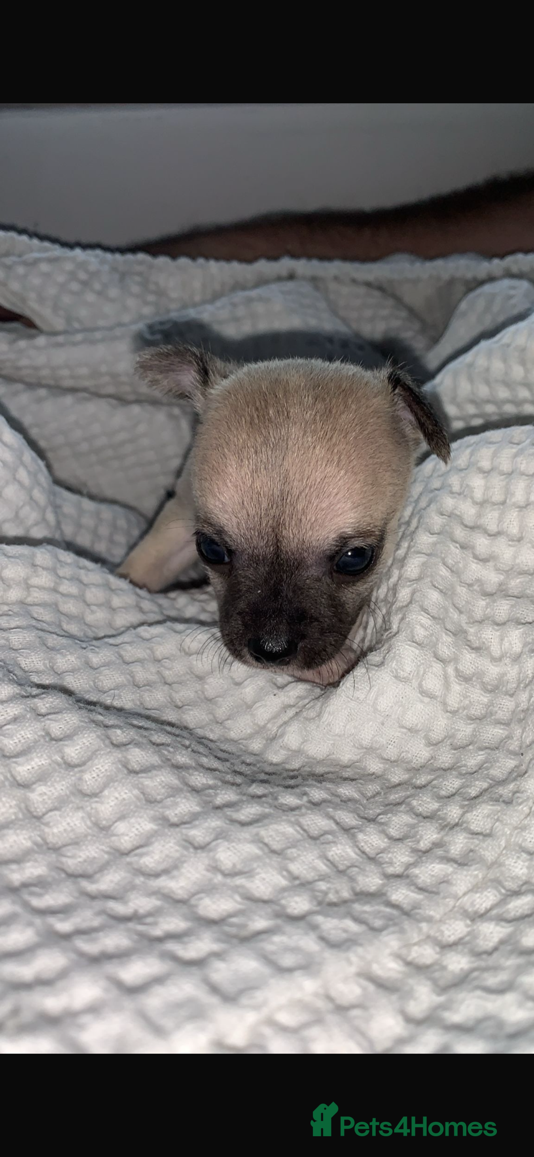 Chihuahua dogs for sale: 💛 Beautiful Chihuahua Pups – Ready 2nd Jan 26 💛 - Advert 6