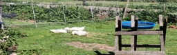 Geese poultry for sale: Embden geese 10/12 weeks old  in Buxton - Advert 2