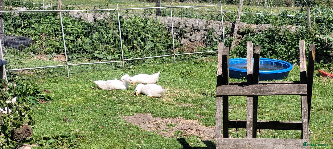 Geese poultry for sale: Embden geese 10/12 weeks old  in Buxton - Advert 2