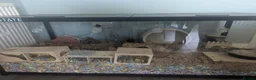 Hamster rodents for sale: Male Syrian hamster in Musselburgh - Advert 7