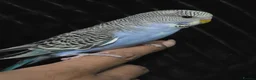 Budgerigars birds for sale: Beautiful Hand-Tamed Baby Budgies - For sale - Advert 5