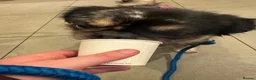Pug dogs for sale: Bobby - Advert 9