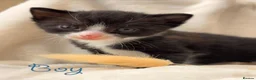 Mixed Breed cats for sale: Half Scottish adorable cuties 🩷🩵 - Advert 6