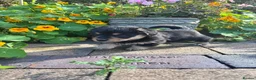Mixed Breed dogs for sale: Corgipoos - Advert 13