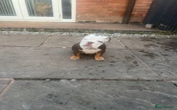 English Bulldog dogs for sale: Stunning New England Bulldogs! Ready for new home - Image 16
