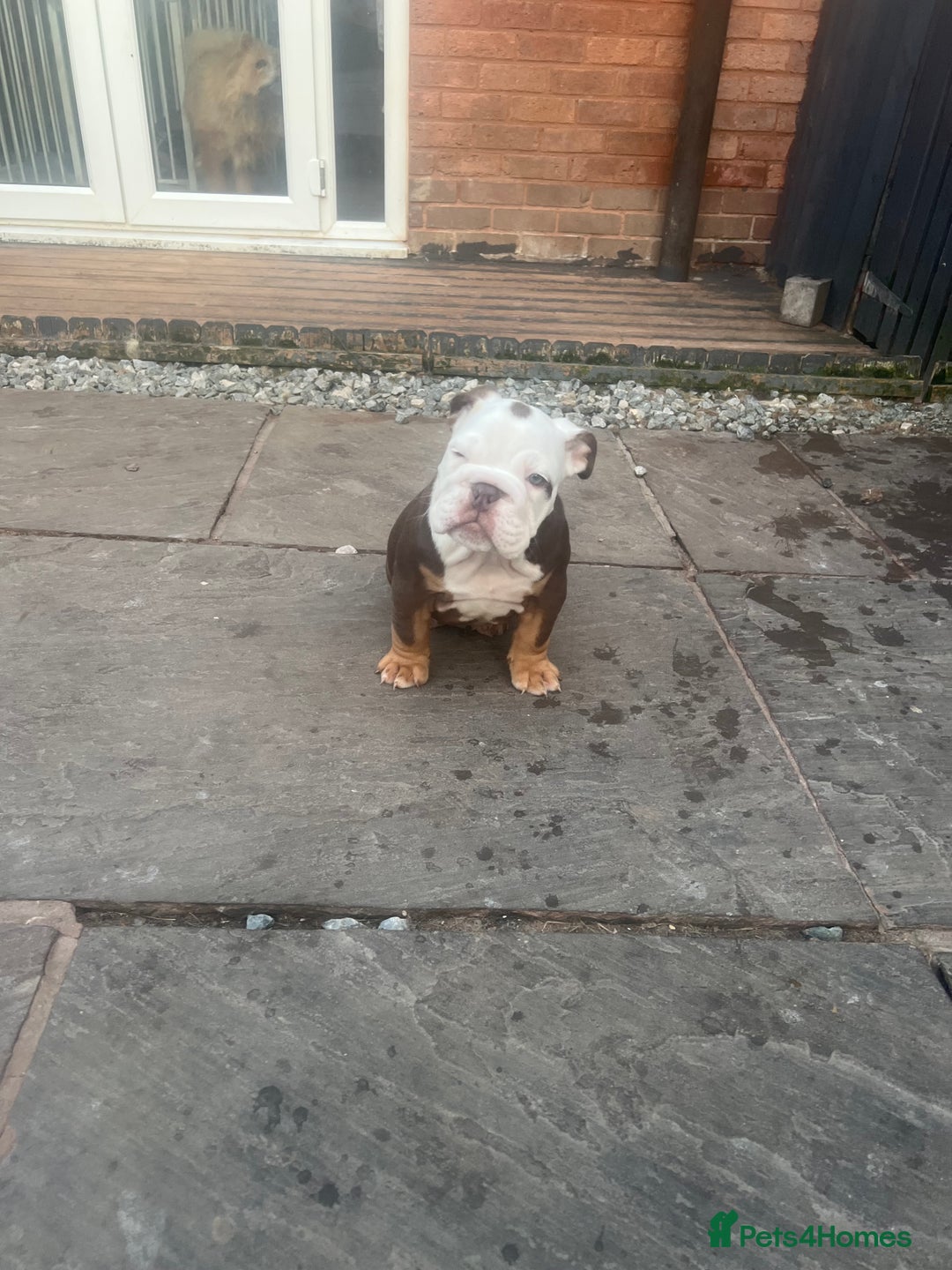 English Bulldog dogs for sale: Stunning New England Bulldogs! Ready for new home - Image 16