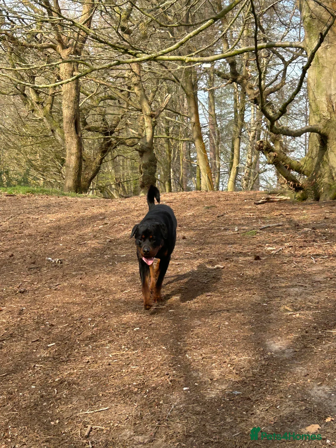 Rottweiler dogs for sale: 2 year old male full German  - Advert 13