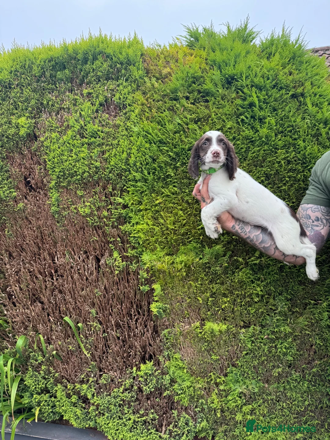 English Springer Spaniel dogs for sale: Excellent quality kc springer spaniel pups  - Advert 1