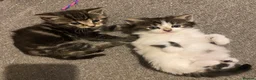Mixed Breed cats for sale: Four beautiful kittens  in Swansea - Advert 3
