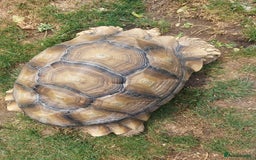 Tortoise reptiles for sale: Male sulcata tortoise 10 years old - Image 3