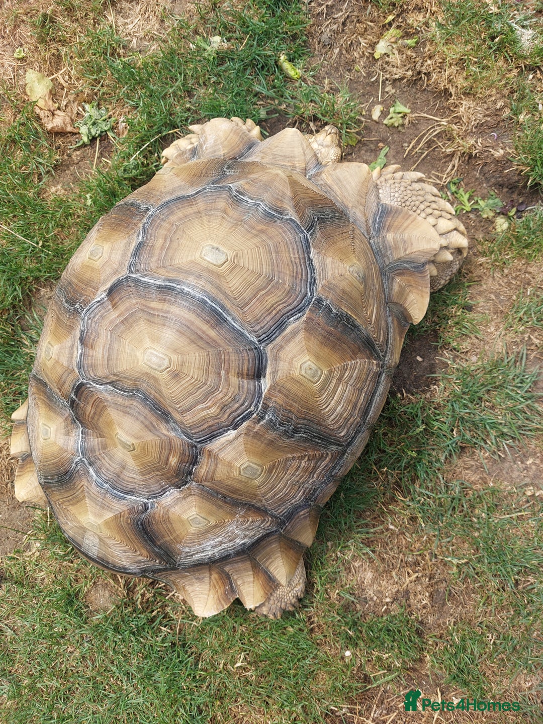 Tortoise reptiles for sale: Male sulcata tortoise 10 years old - Image 3